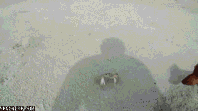 cheezburger cute puppy