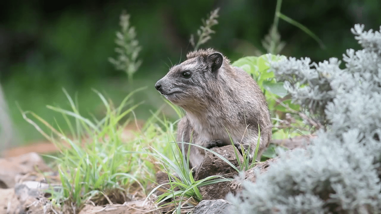 hyrax brucei heterohyrax