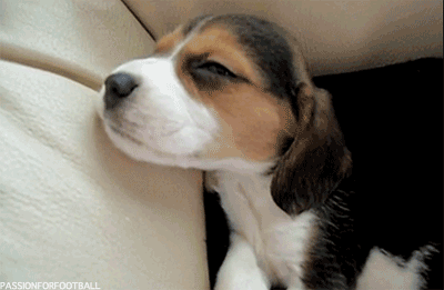 dog puppy beagle