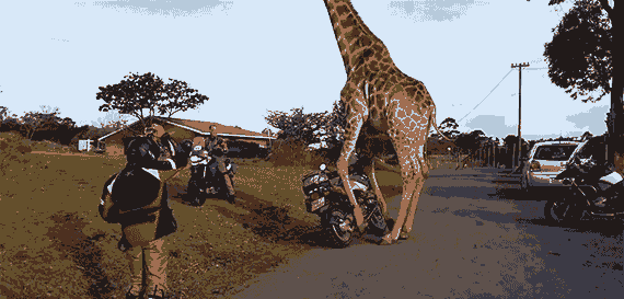 funny motorcycle giraffe