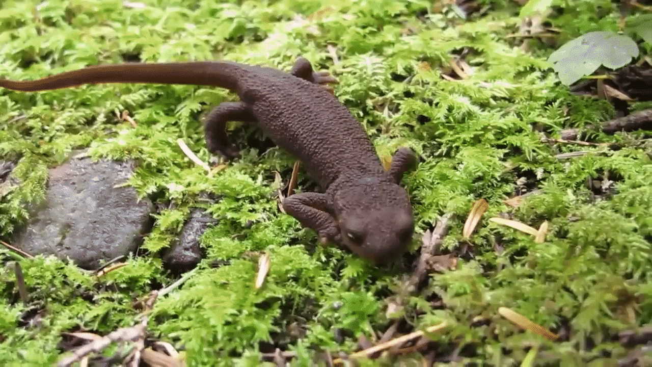 newt taricha granulosa