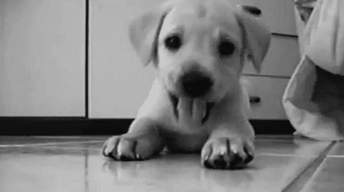 cute dog puppy