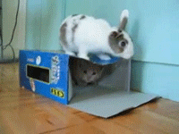 kitten rabbit box