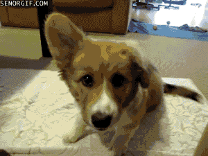 cheezburger corgi cute