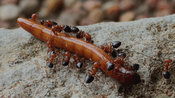 ants mealworm crematogaster