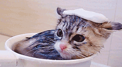 kitten water