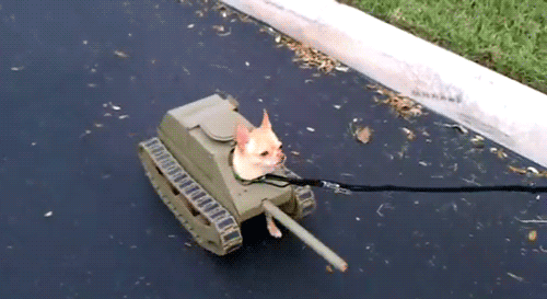 dog tank