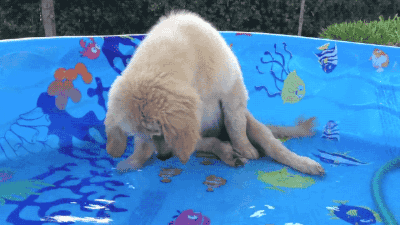 puppy pool