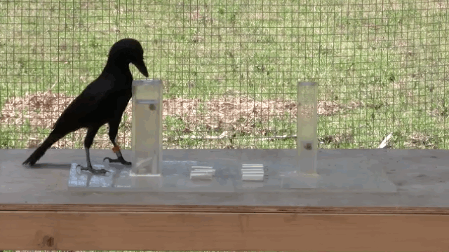 crows intelligent