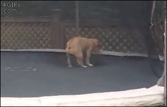 dog jumping