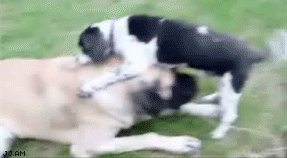 puppy puppies gif