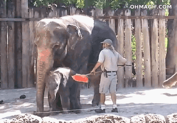 clean funny elephant