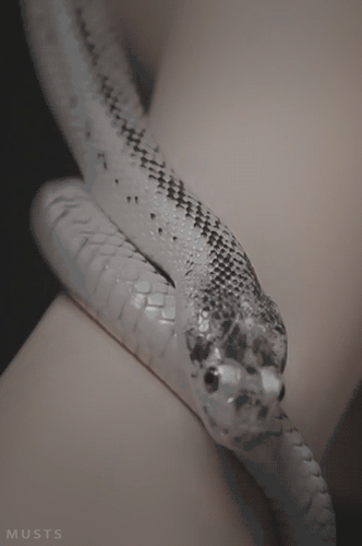 snake