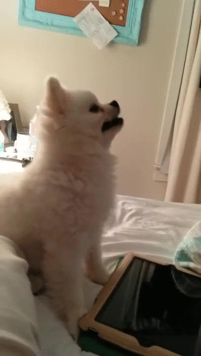 puppy epic sneeze