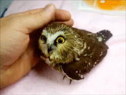 owl cute baby