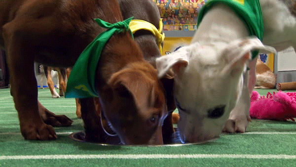 puppybowl dogs animal planet puppy bowl