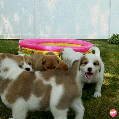 puppies