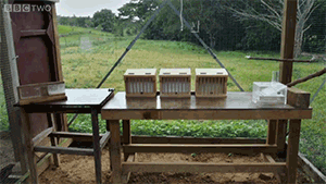 biology neuroscience behavioural