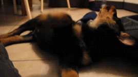 love puppy gif