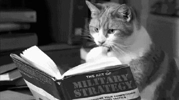 cat book reading