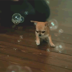 dogs bubbles chihuahua