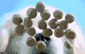 cheezburger dog puppy nom