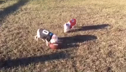 puppy bowl piggy