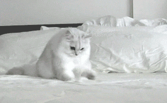 cat white bed