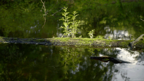 cinemagraph cinemagraphs