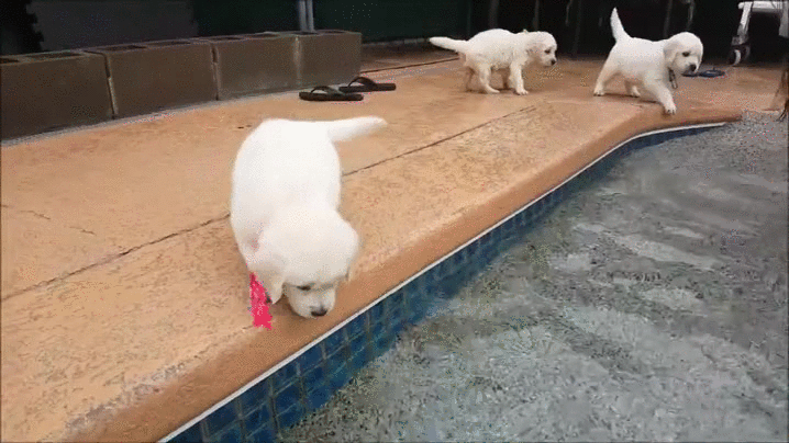 party puppy pool