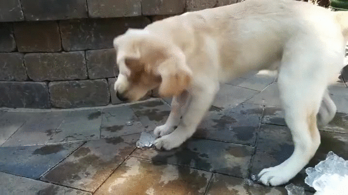 puppy ice playing