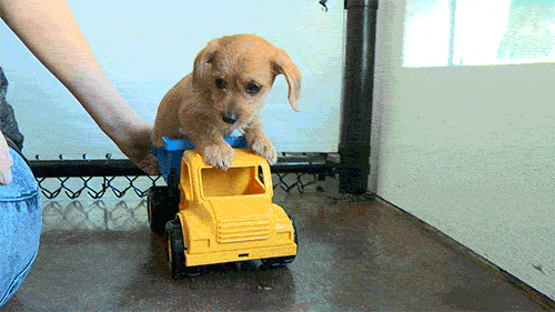 animal gifs puppy gif