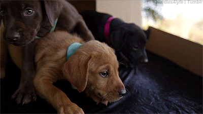 puppy puppies labrador retriever