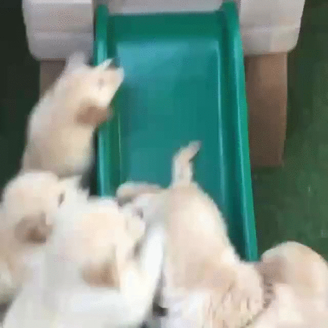 puppies slide