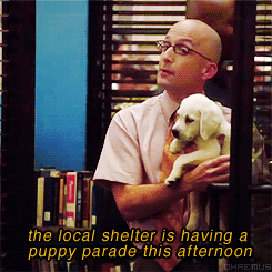 community puppy troy barnes