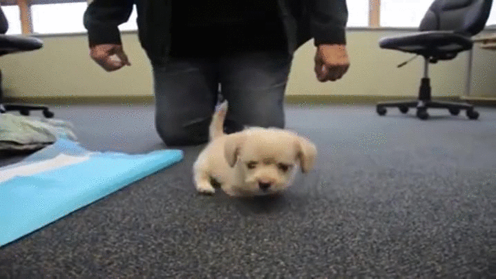 puppy wheel legged