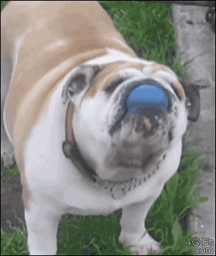 dog roll over gifs