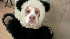 dog panda costume