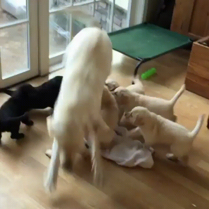 mom puppies