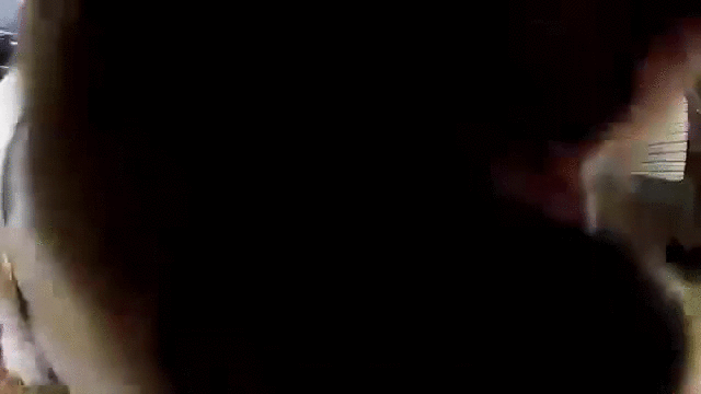 puppy english bulldog