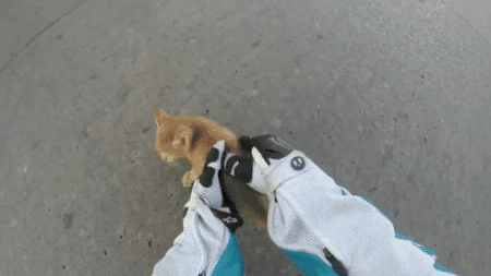 cat kitten motorcycle