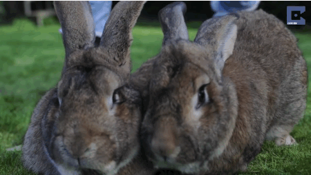 pets rabbits