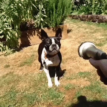 dog versus hose