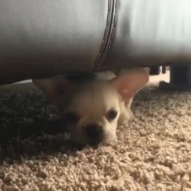 puppy training ninja