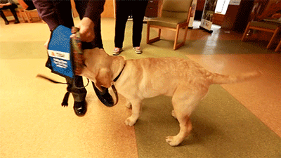 puppy wrangler todaypuppy