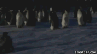 like penguins