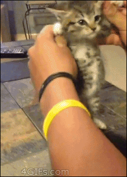 kitten dancing silly