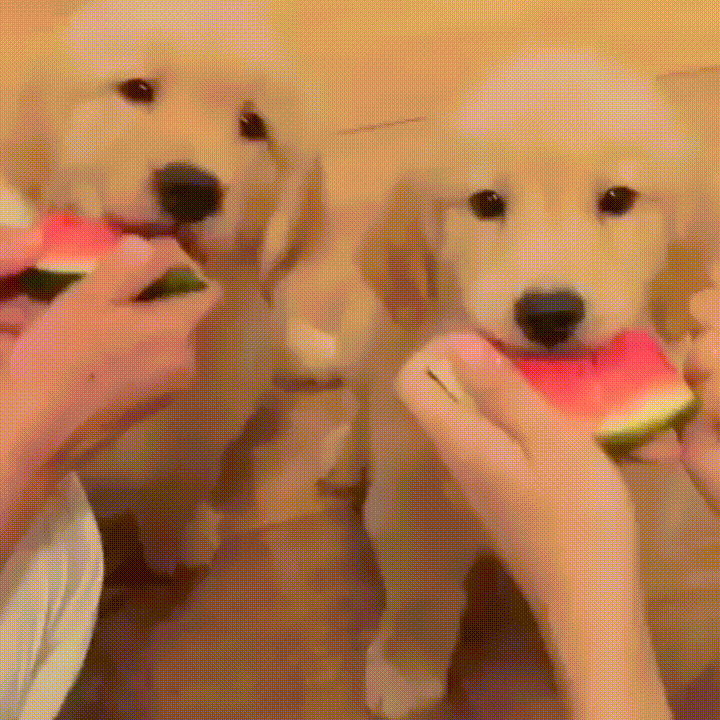 puppies watermelon