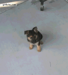 puppy timelapse