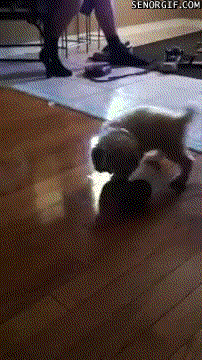 cheezburger dog puppy